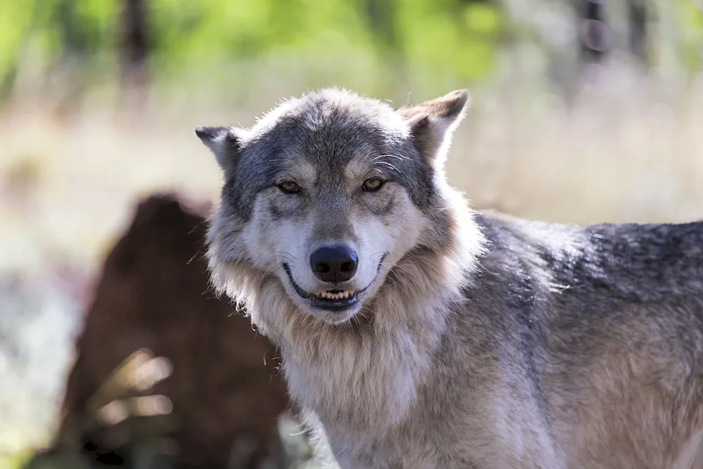 Wolf howling wolf