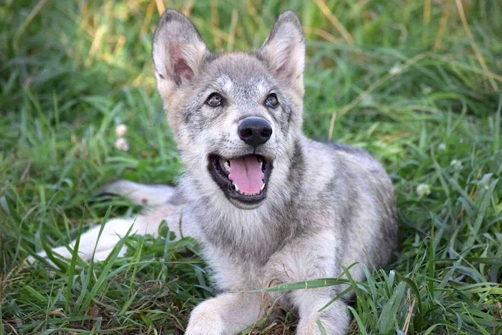 Wolfhound husky