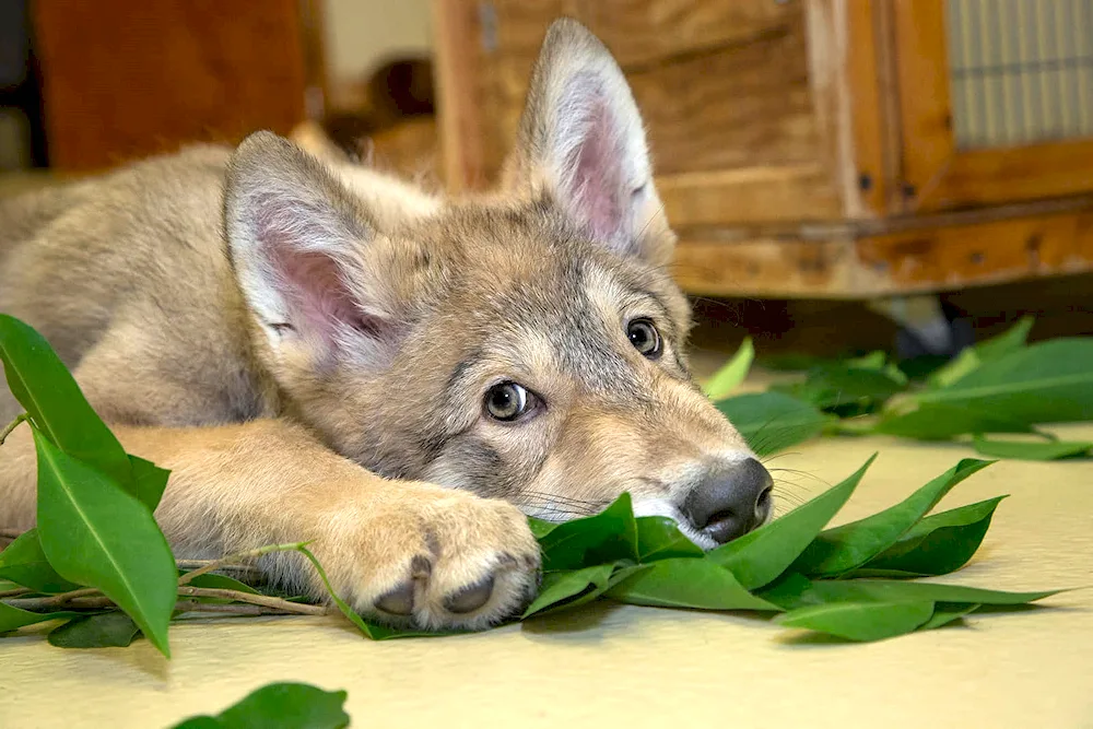 Wolfhound husky