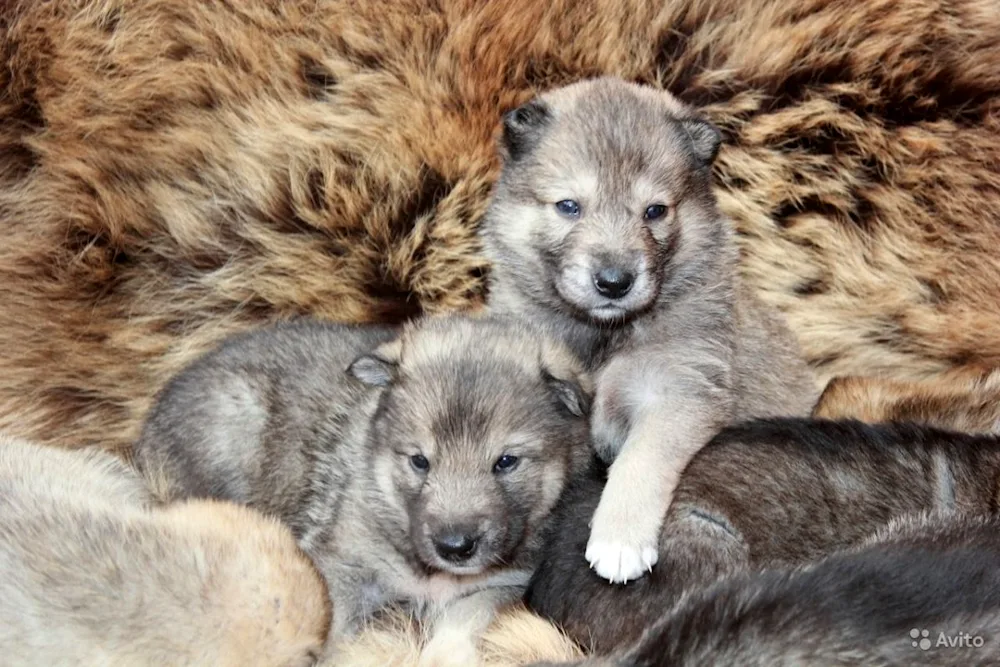 Wolfhound puppies