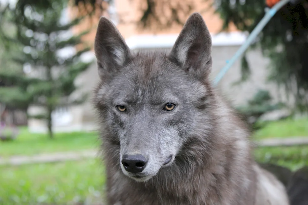 Wolfhound Wolfhound