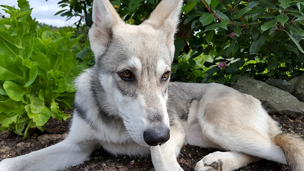 Czechoslovakian Wolfhound