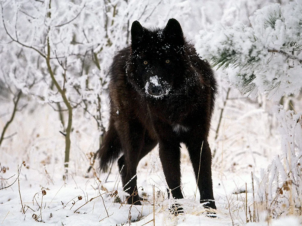 Canadian Wolfdog Wolfhound