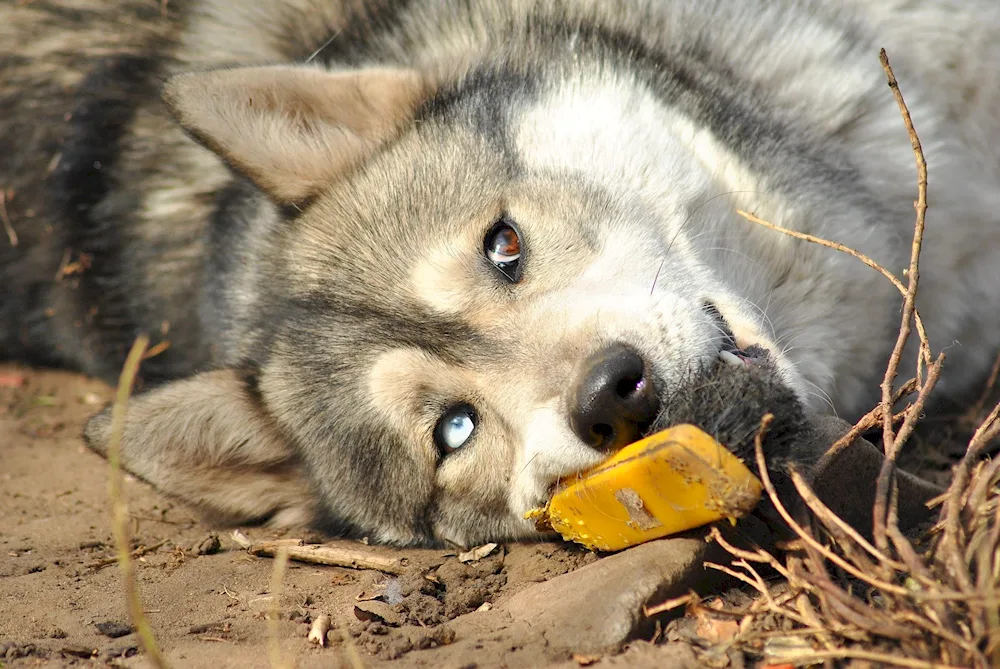 Wolfhound Husky