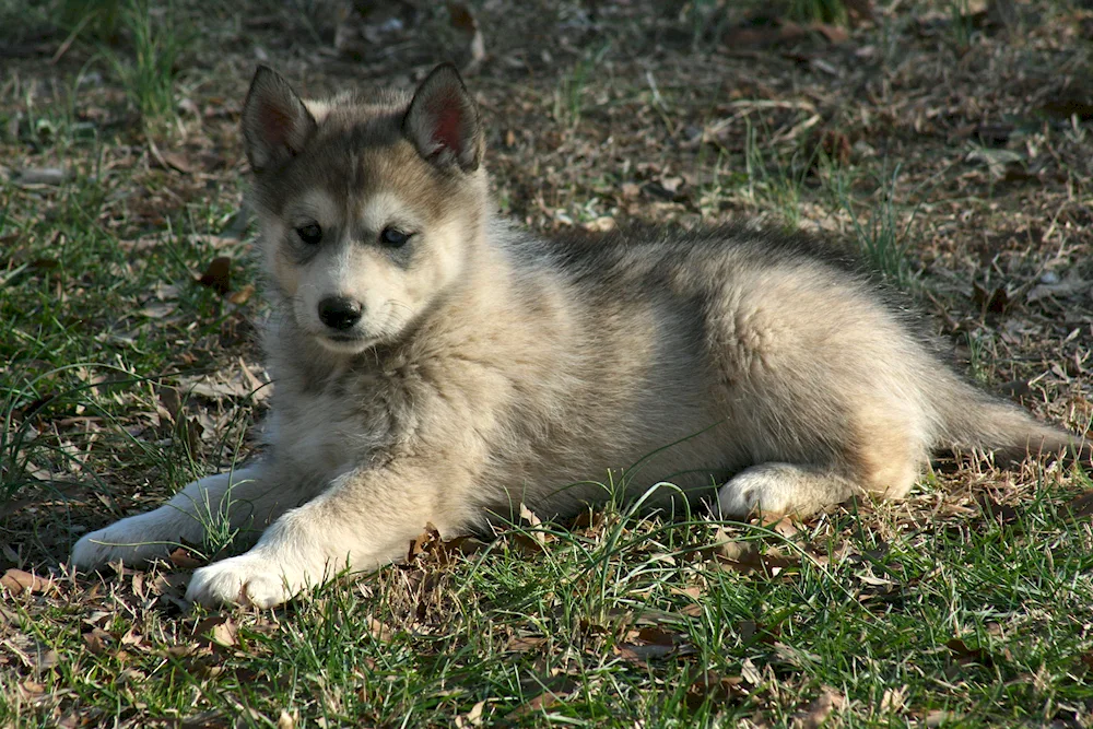 Wolfhound husky