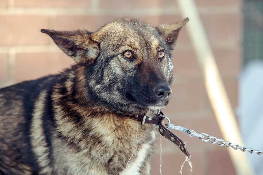 German shepherd agouti