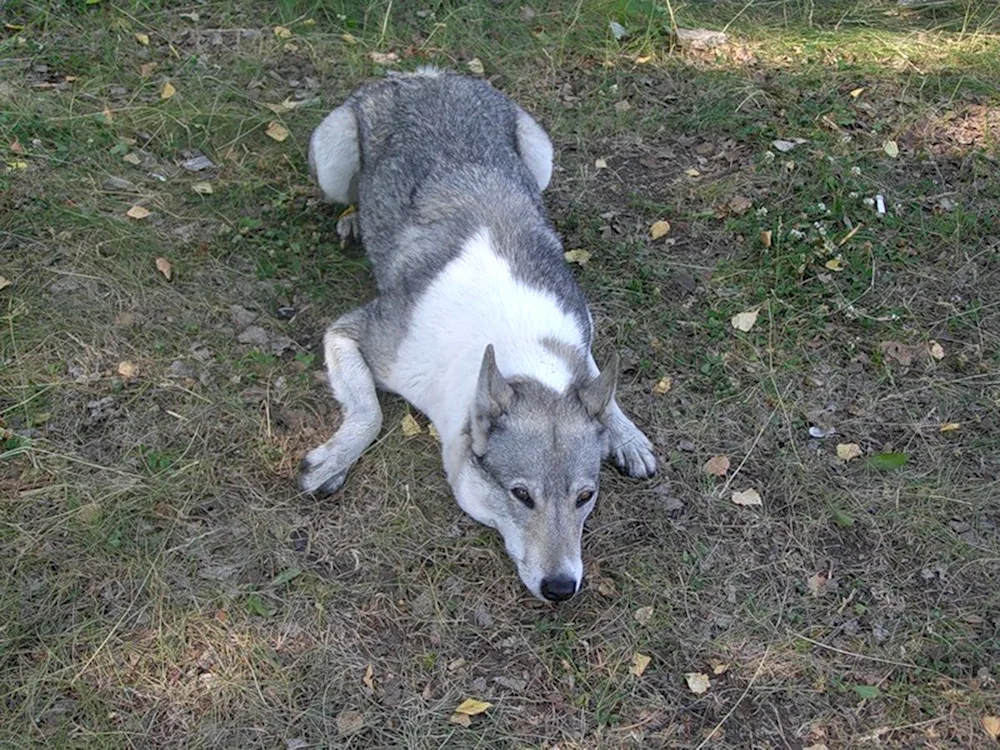 Laika wolfhound