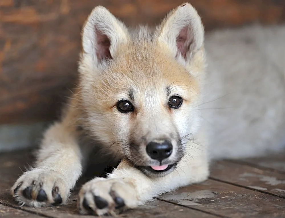 Wolfhound puppies