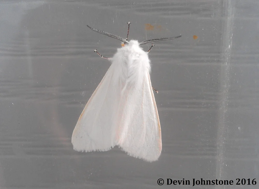 Siberian coconut silkworm moth