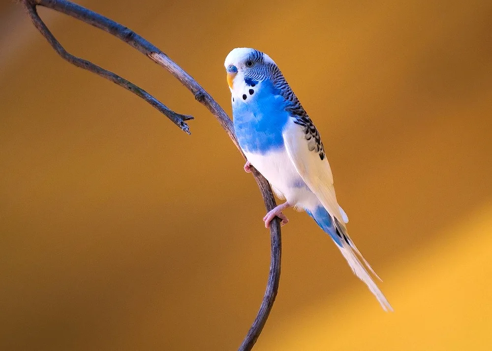 Blue Wavy Parrot