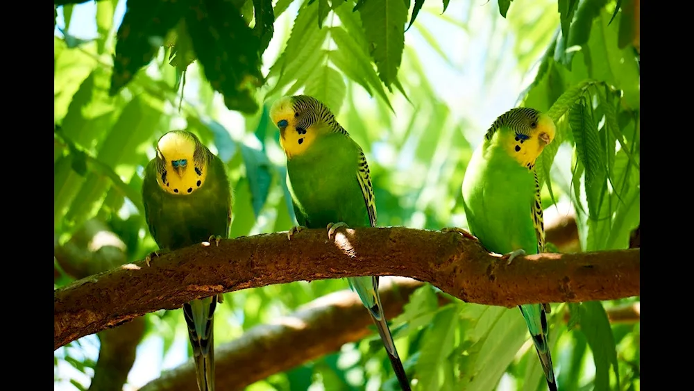 South American parrots