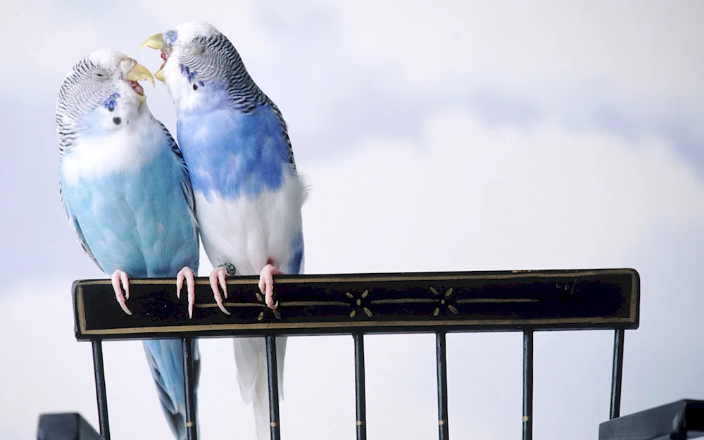 Wavy parrots