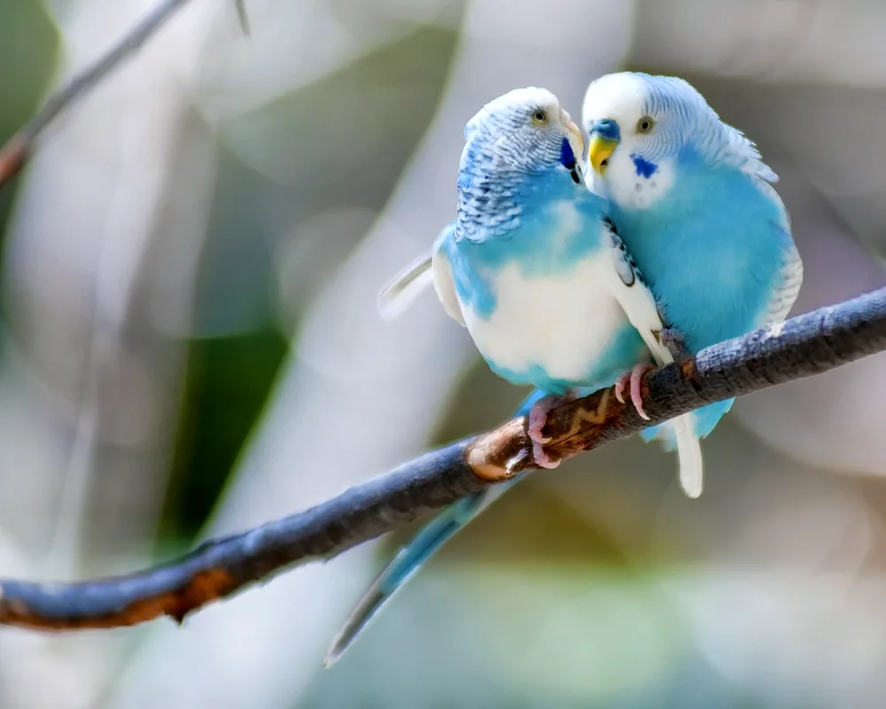 Turquoise Waved Parrot