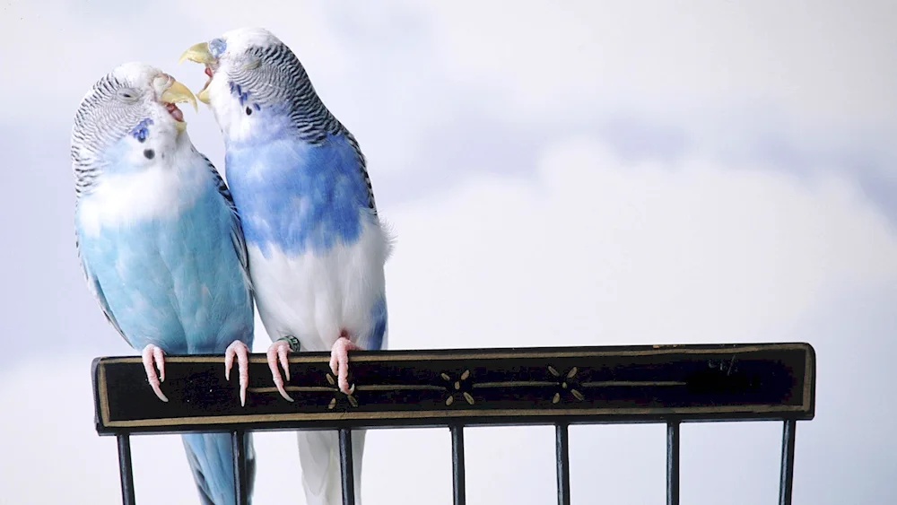 Heatherless Parrots