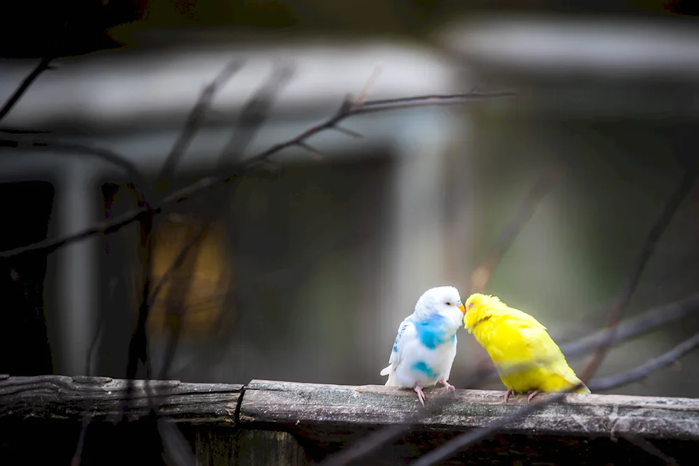 Whiskered parakeets parrot Ara