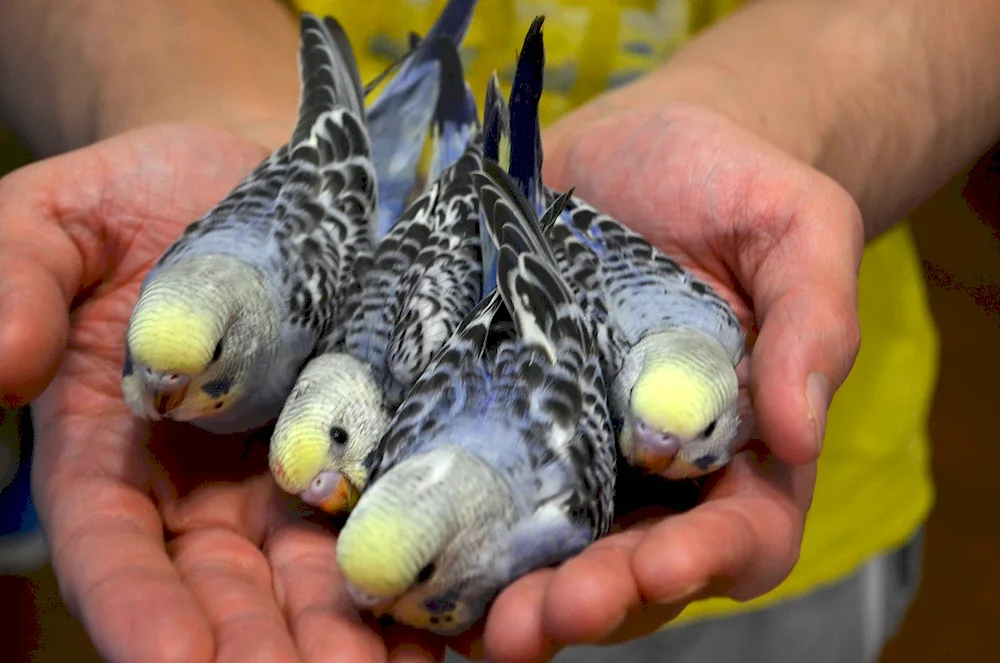 Wavy parrot chicks