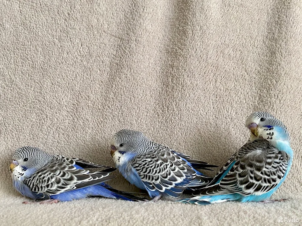 Wavy parrot chicks