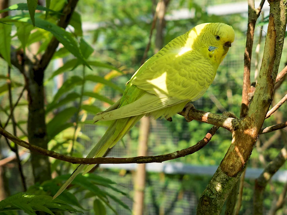 Wavy parrots