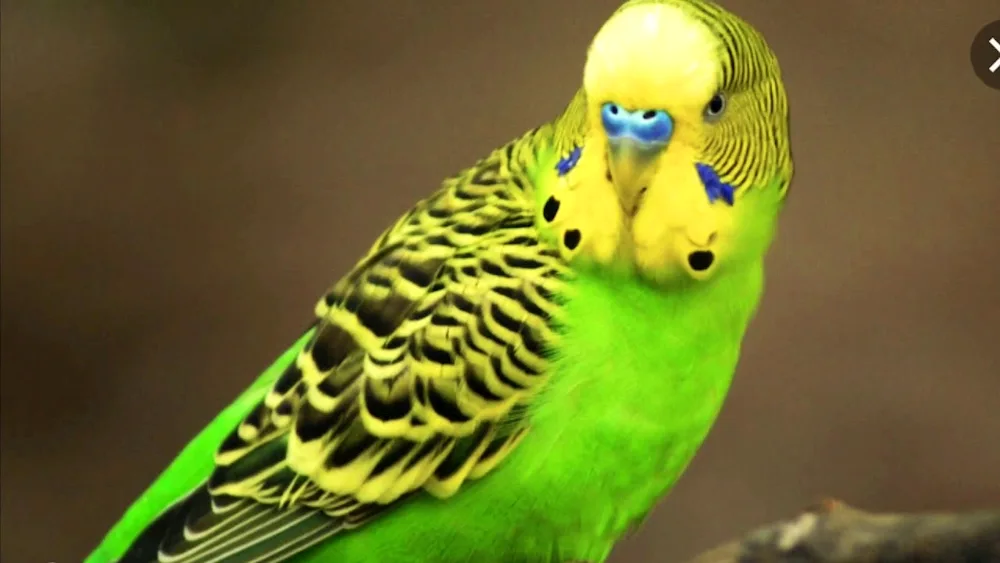 Green wiggly parrot