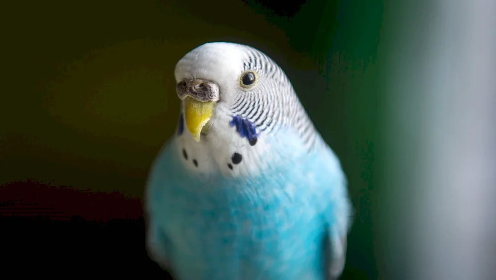 Waved Parrot