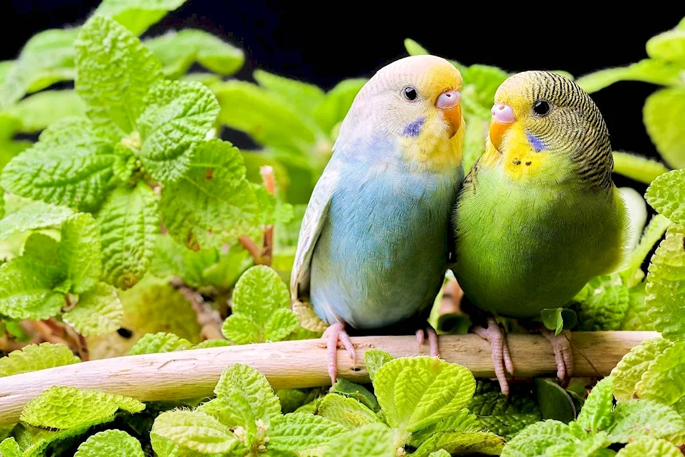 Wavy parrot chicks