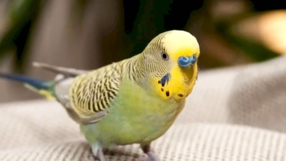 Crested waved parrots