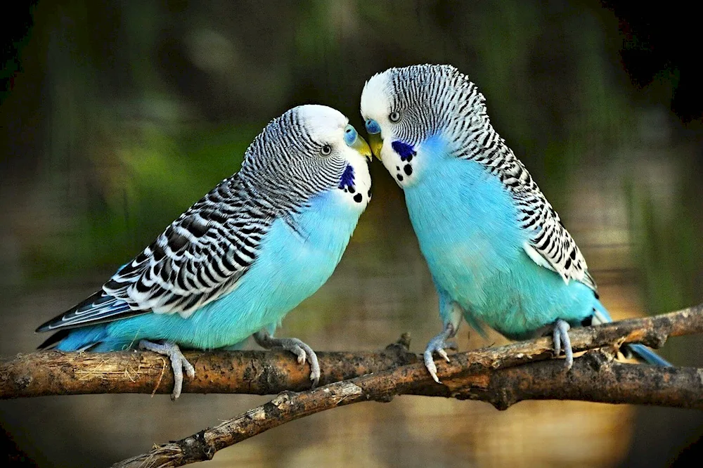 Argentine parrots