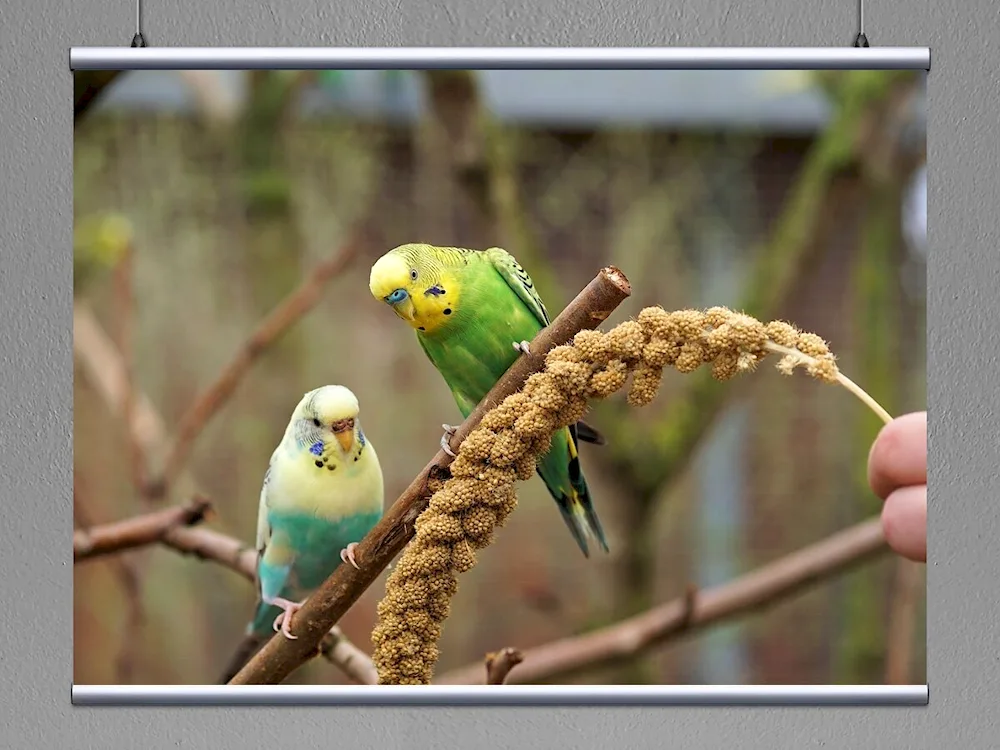 Wavy parrots