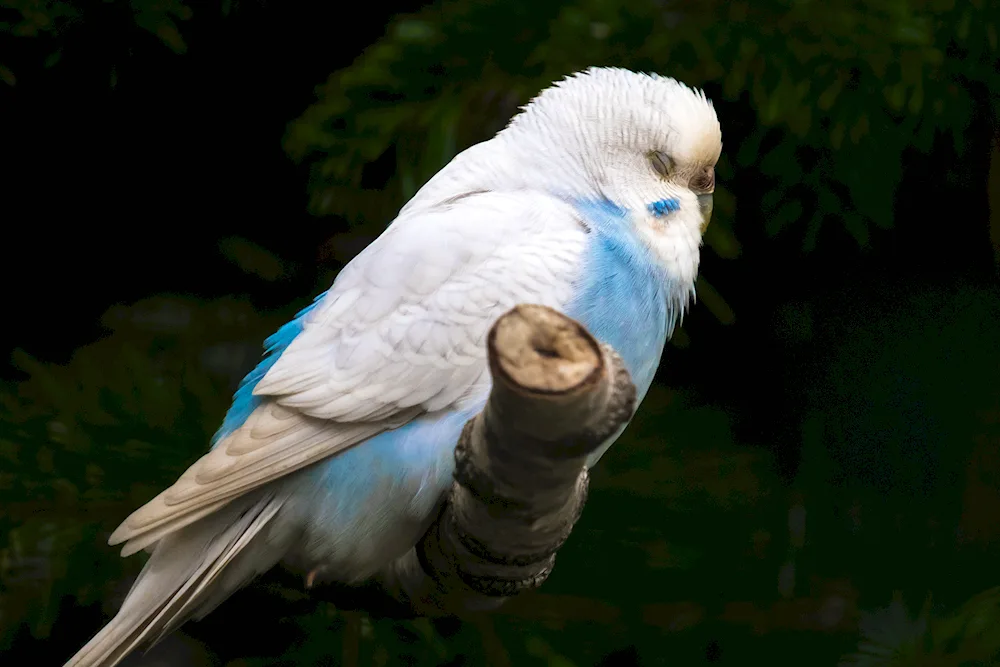 Albino Parrot