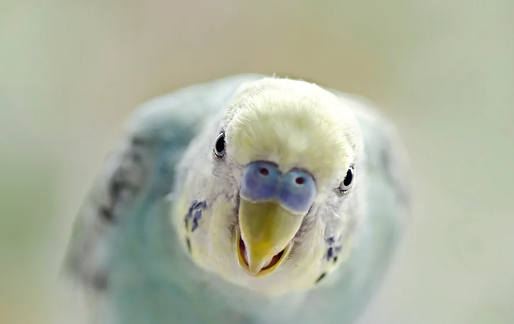 Albino Parrot