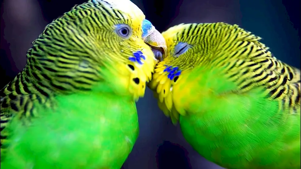 Yellow-headed parrot