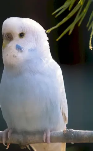 Albino Parrot