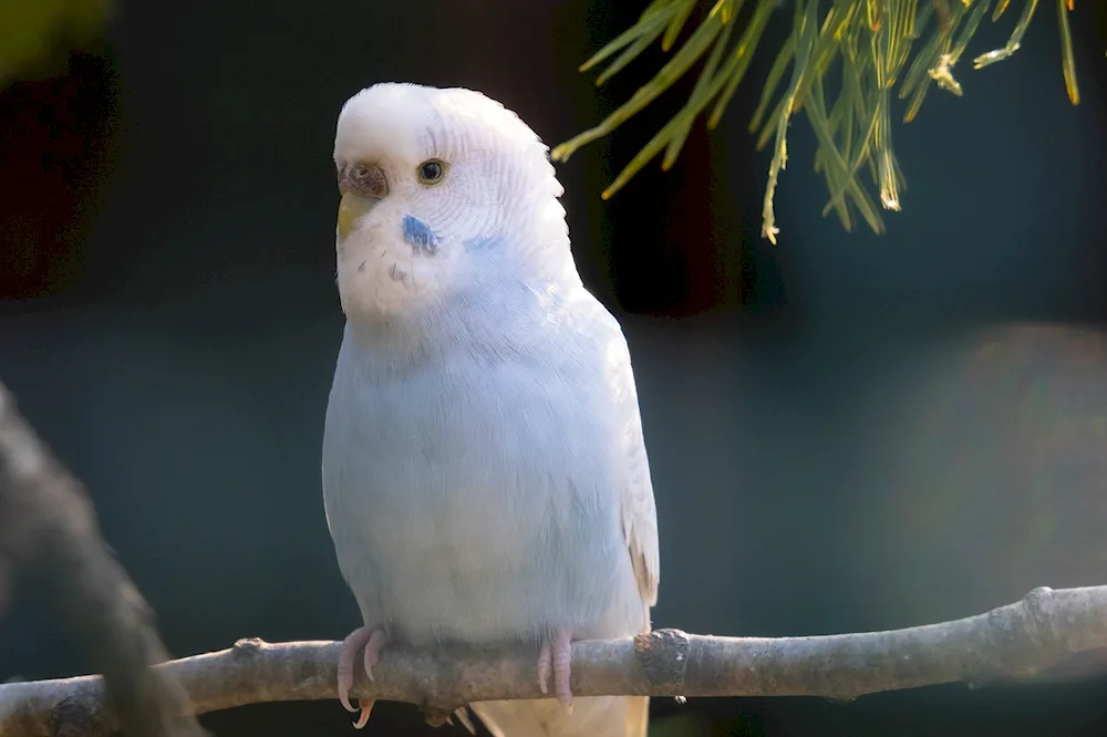 Albino Parrot