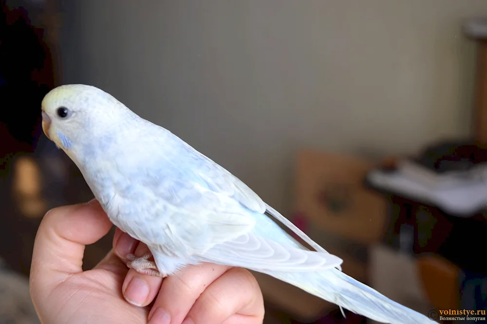 Wavy Parrot