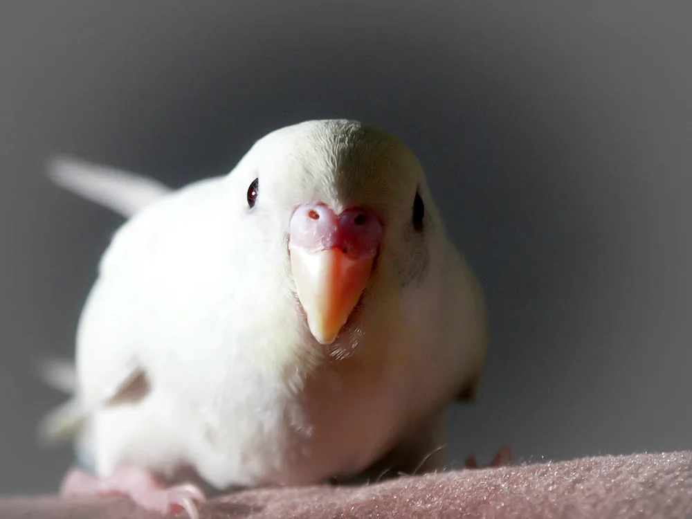 Wavy parrot