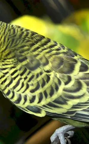 Wavy Parrot Harlequin