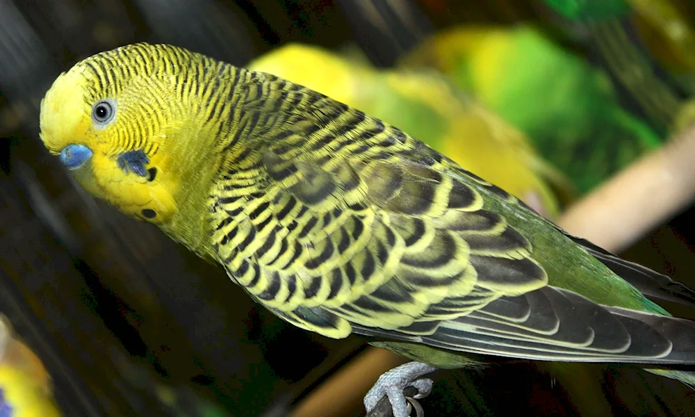 Wavy Parrot Harlequin