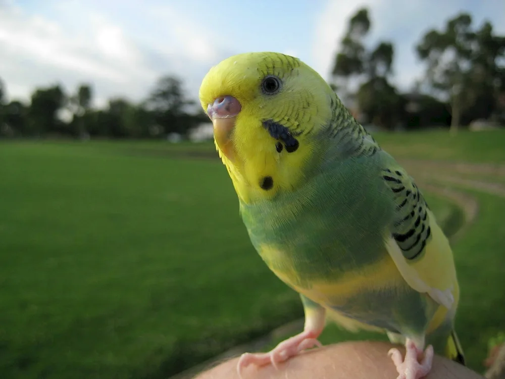 Wiggly parrots