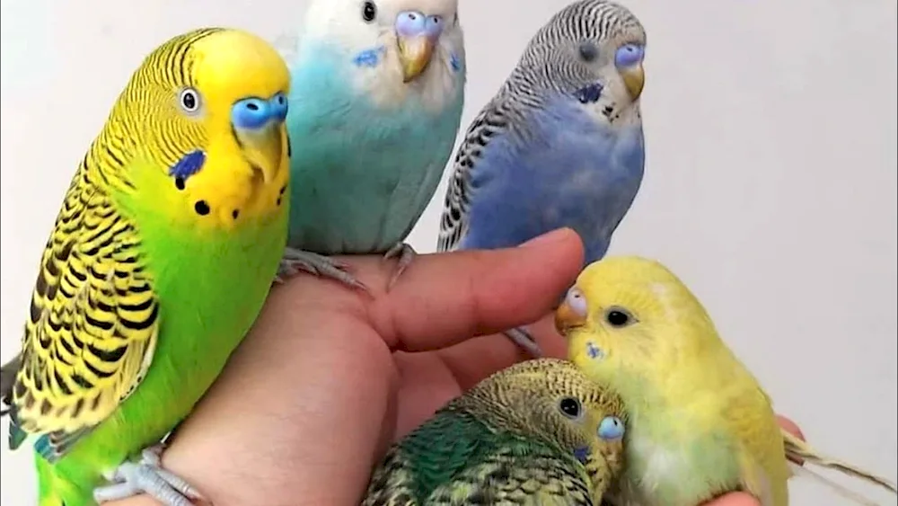 Golden-faced wavy parrot chicks