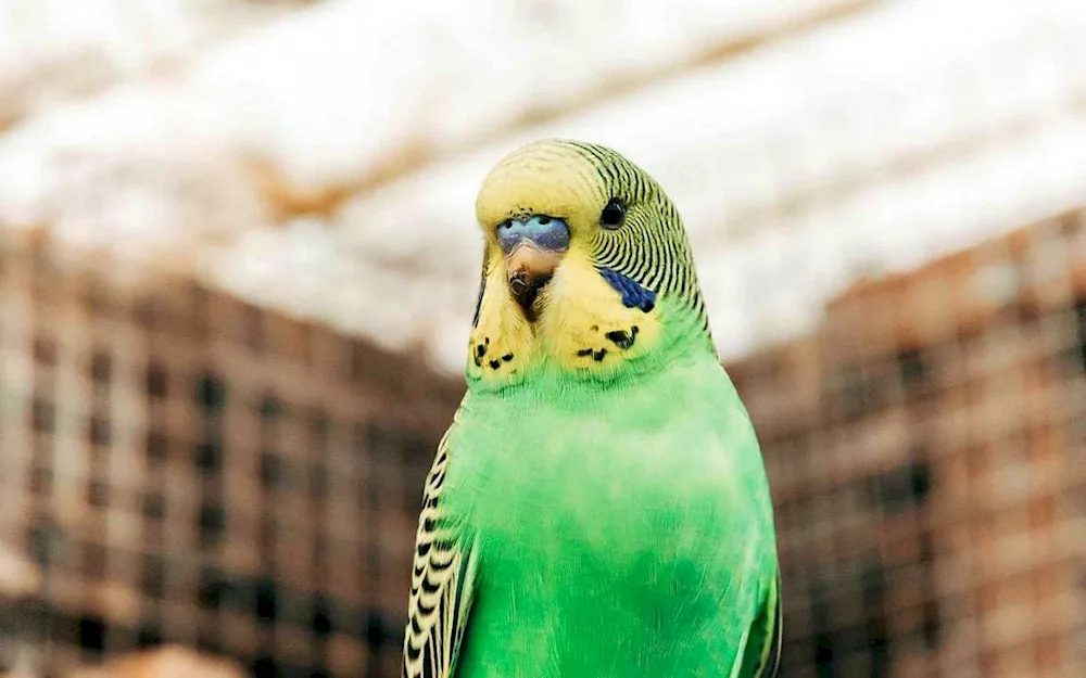 Red Waved Parrot