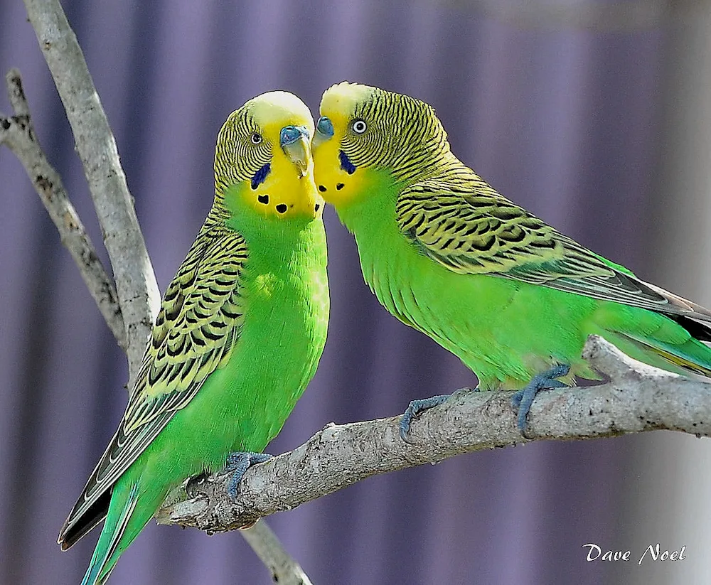 Harlequin Wavy Parrot