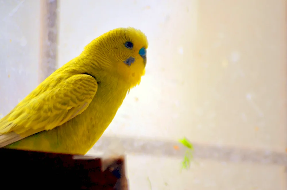 Wavy parrot Parrot lutino