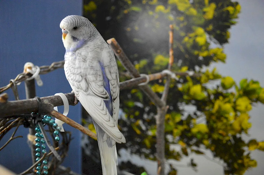 White Parrot