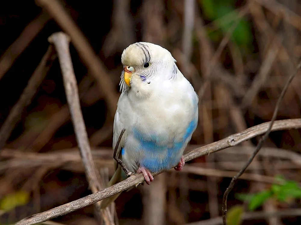 Albino parrot