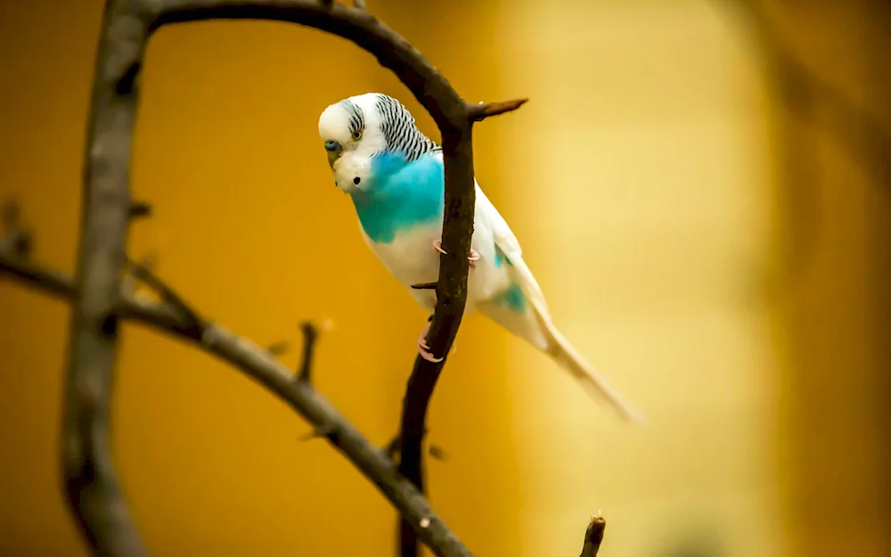 Wavy Parrots Turquoise