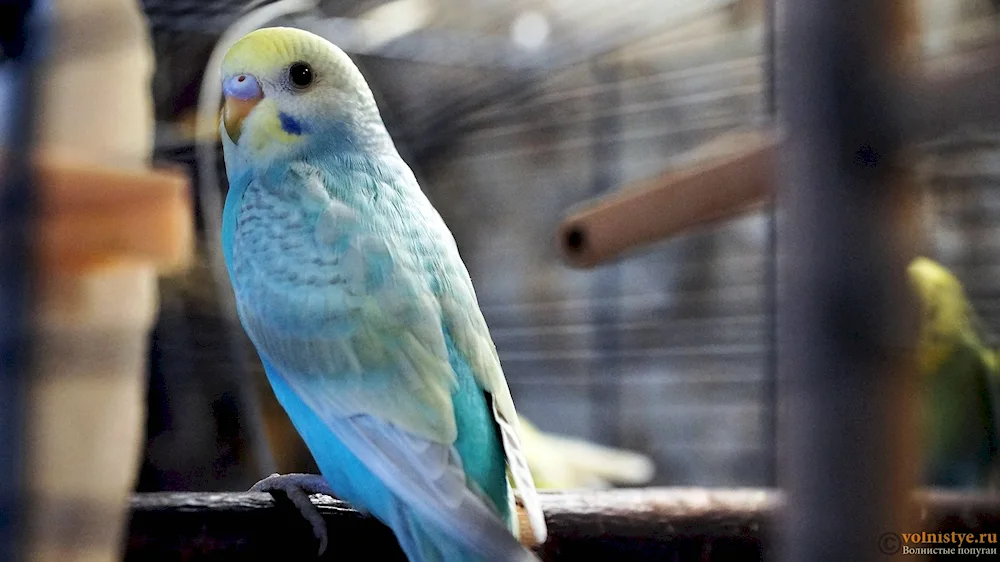 White Harlequin Waved Parrot