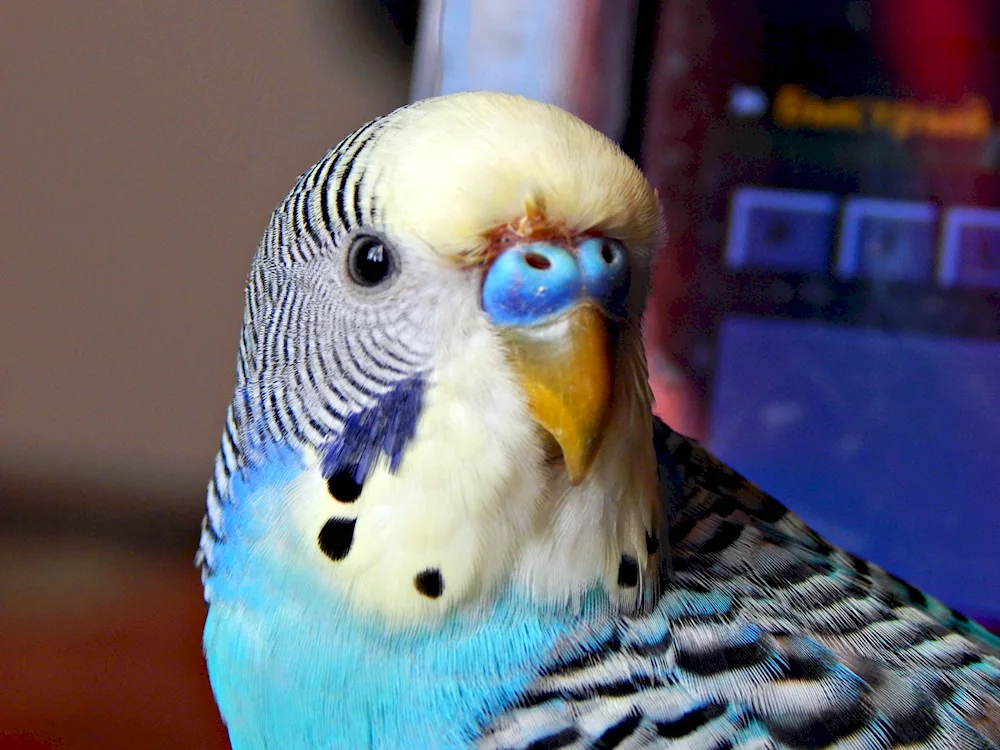 Harlequin parrot