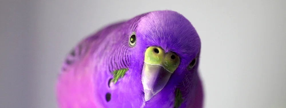 Purple parrot purple