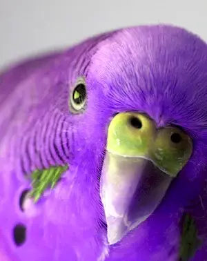 Purple parrot