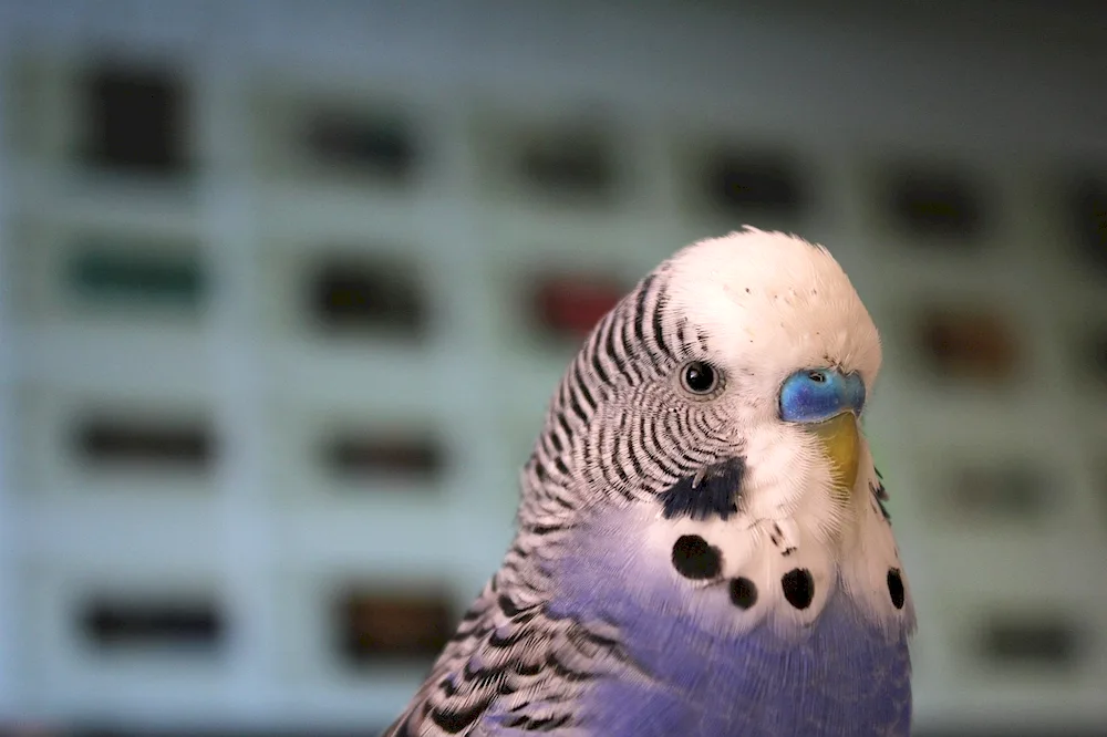 Cockatoo parrot pink